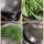 Sunday Tips & Tricks-Steaming Spinach Leaves Instead Of Blanching