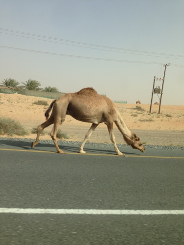 Camel walking on the road through the desert.