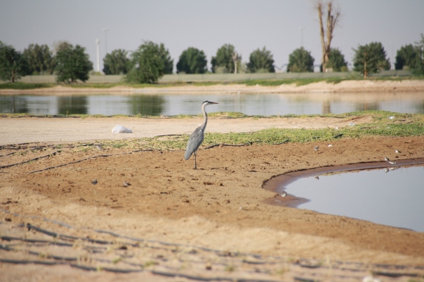 Great Blue Heron (?) at Al Qudra lake